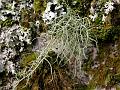 Wistman's Wood Moss and Lichen 7